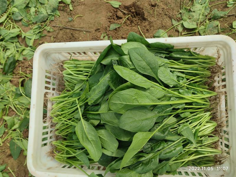 山东大棚精品菠菜基地直供全国代发欢迎来电咨询