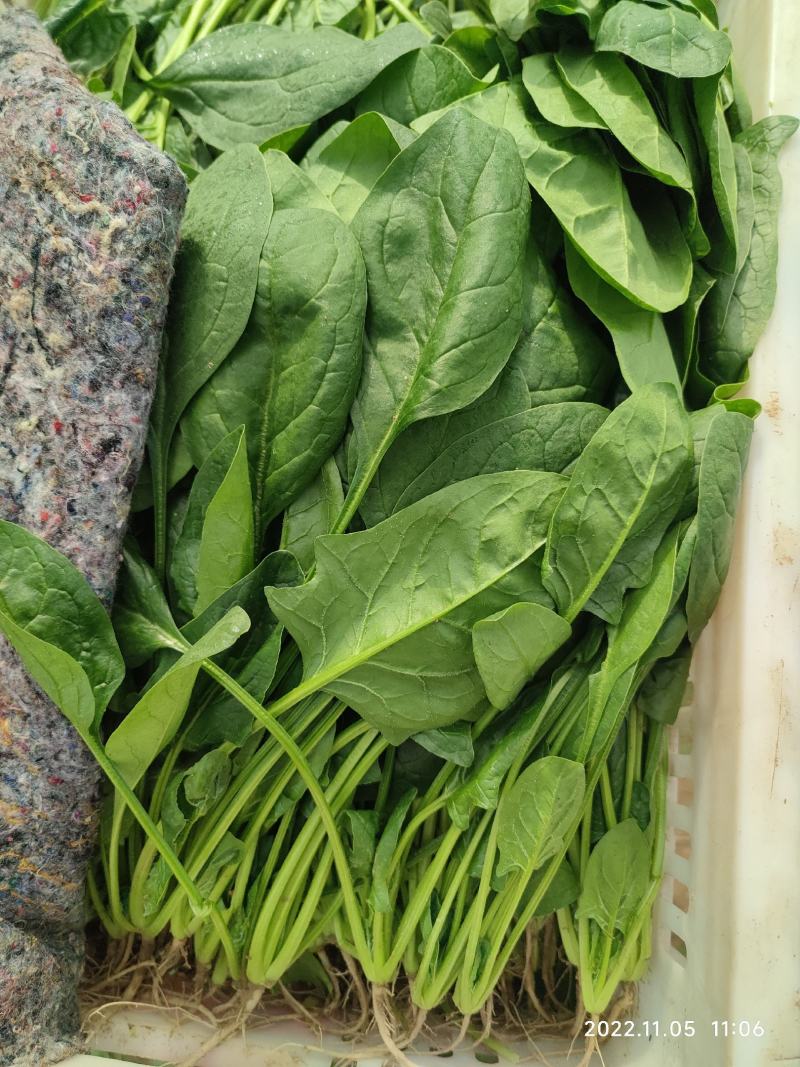 山东大棚精品菠菜基地直供全国代发欢迎来电咨询