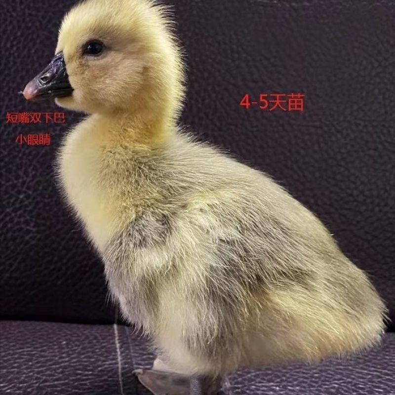 狮头鹅特大纯种巨无霸狮头鹅狮头鹅幼鹅小鹅批发正宗巨型狮子