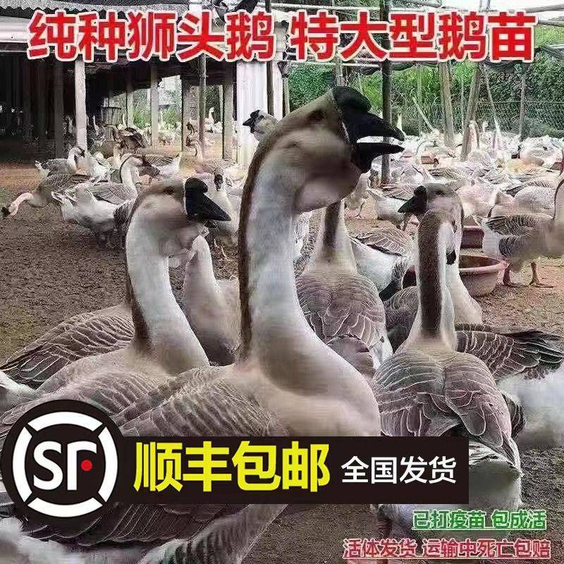 狮头鹅特大纯种巨无霸狮头鹅狮头鹅幼鹅小鹅批发正宗巨型狮子