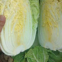 黄心大白菜北京新三号白菜白菜夏阳白菜大白菜