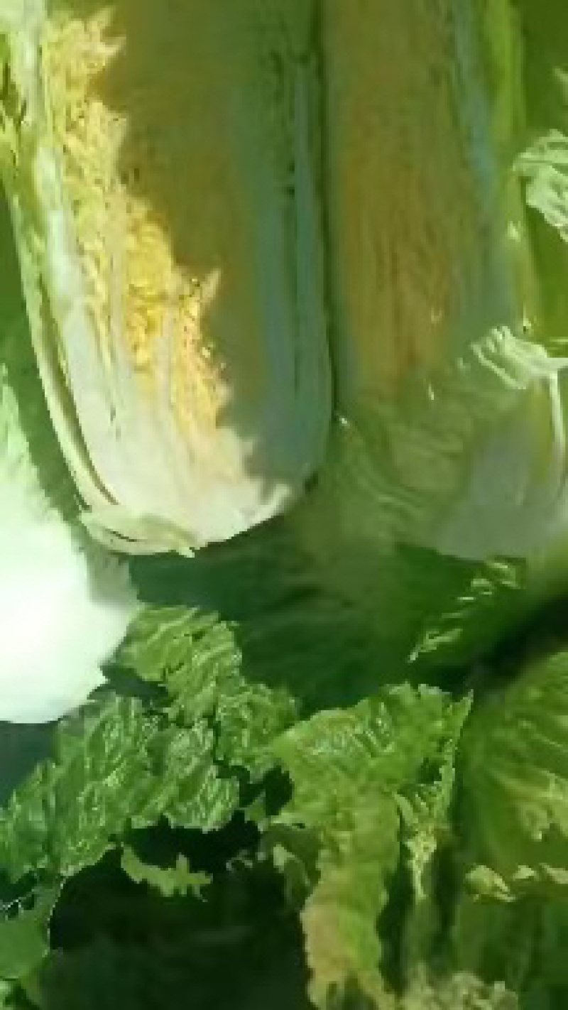 黄心大白菜北京新三号白菜白菜夏阳白菜大白菜