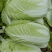 黄心大白菜北京新三号白菜白菜夏阳白菜大白菜