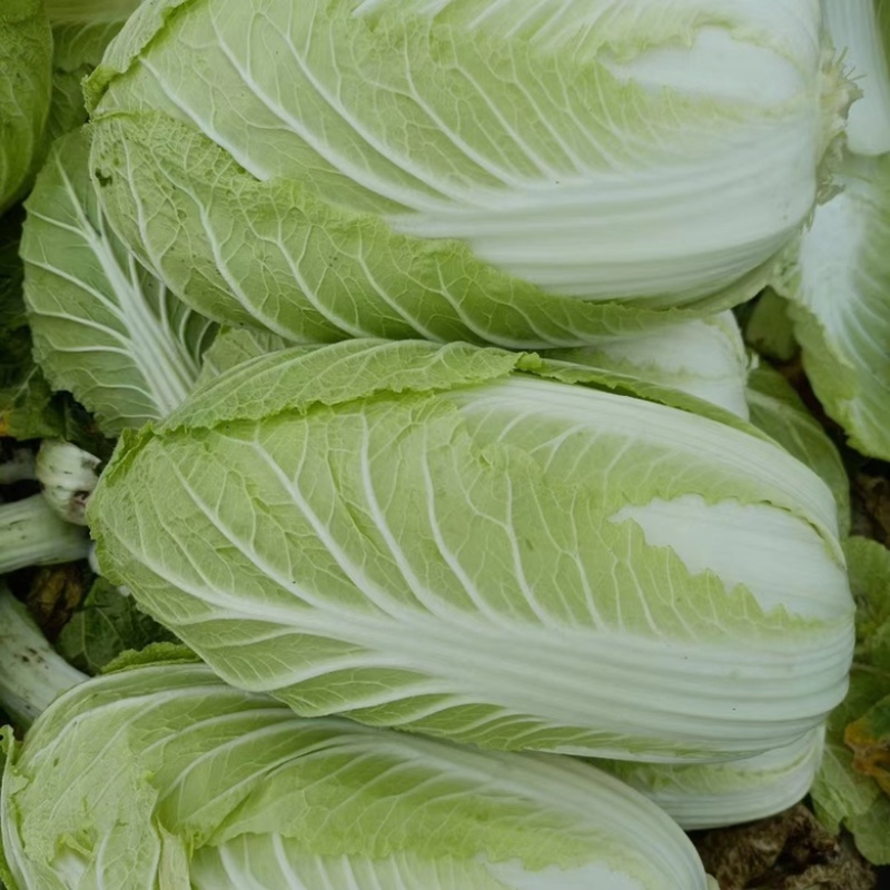 黄心大白菜北京新三号白菜白菜夏阳白菜大白菜