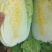 黄心大白菜北京新三号白菜白菜夏阳白菜大白菜