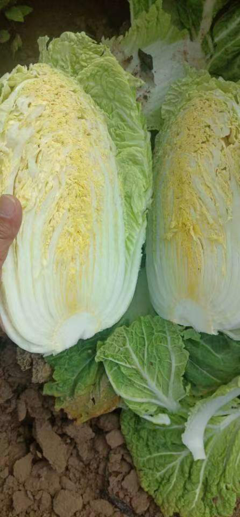 黄心大白菜北京新三号白菜白菜夏阳白菜大白菜