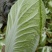 黄心大白菜北京新三号白菜白菜夏阳白菜大白菜