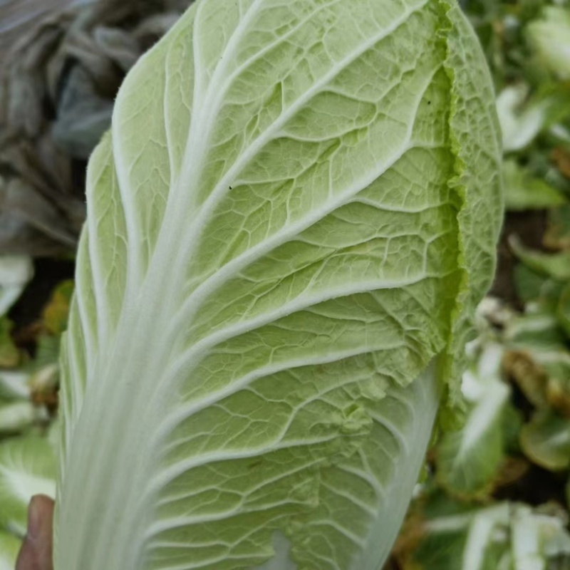 黄心大白菜北京新三号白菜白菜夏阳白菜大白菜