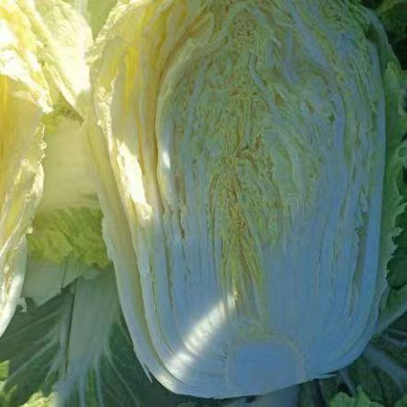 黄心大白菜北京新三号白菜白菜夏阳白菜大白菜