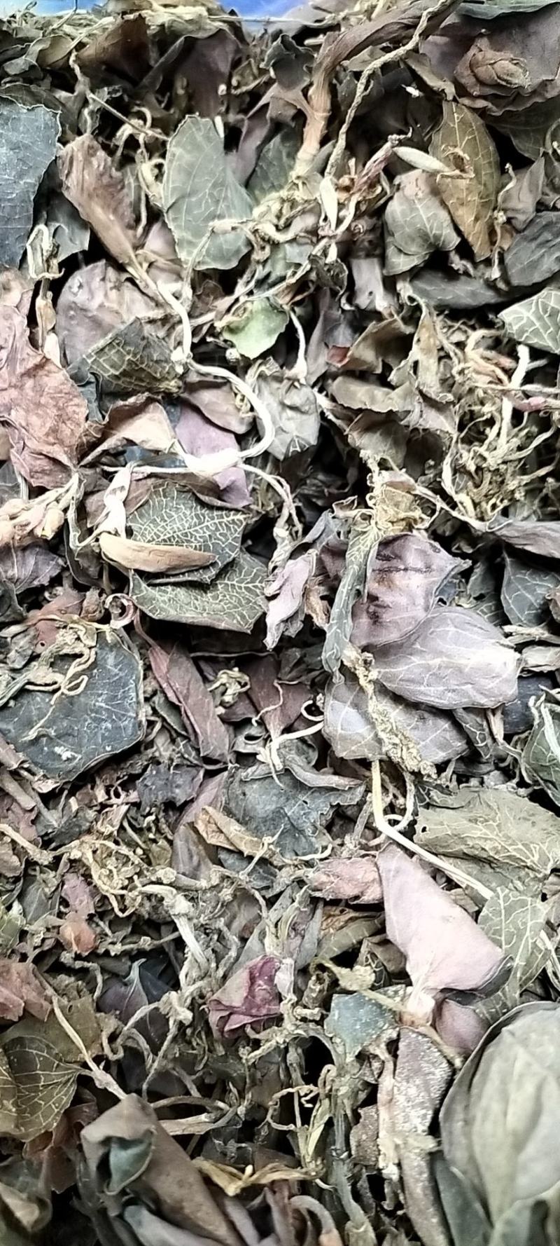 纯野生金线莲，品质保证，欢迎采购商联系现场看货