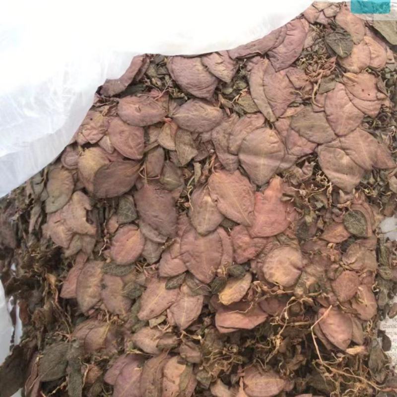 纯野生金线莲，品质保证，欢迎采购商联系现场看货