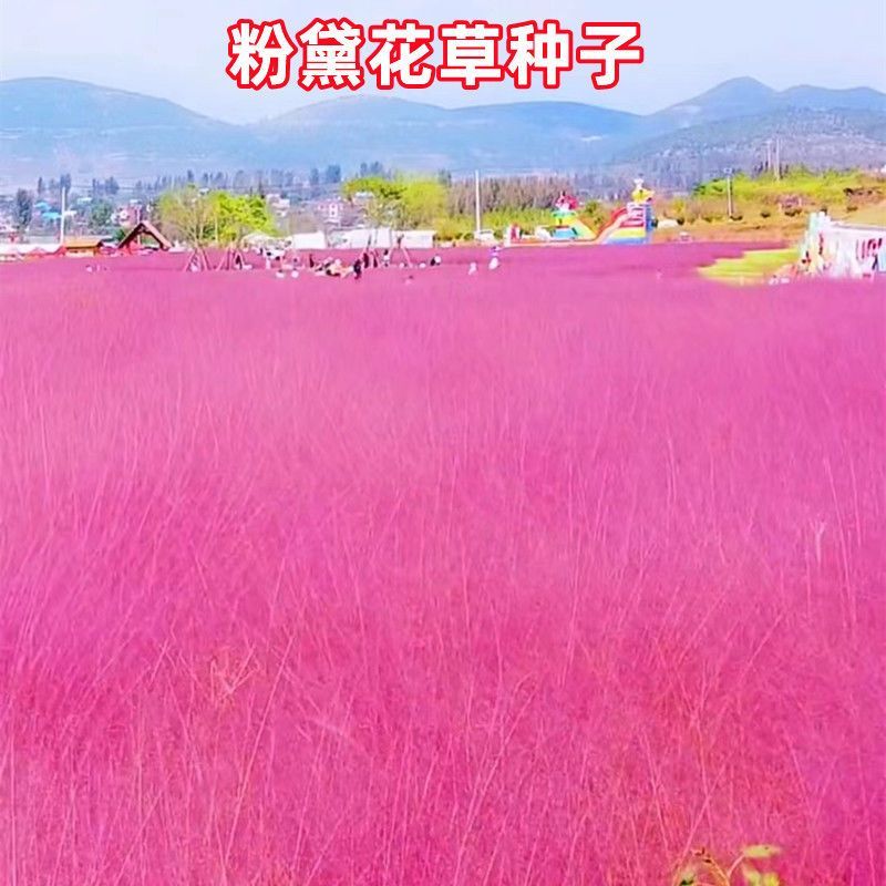 粉黛乱子草种子网红草花种籽子毛芒乱子草多年生花种子景观花