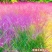 粉黛乱子草种子网红草花种籽子毛芒乱子草多年生花种子景观花