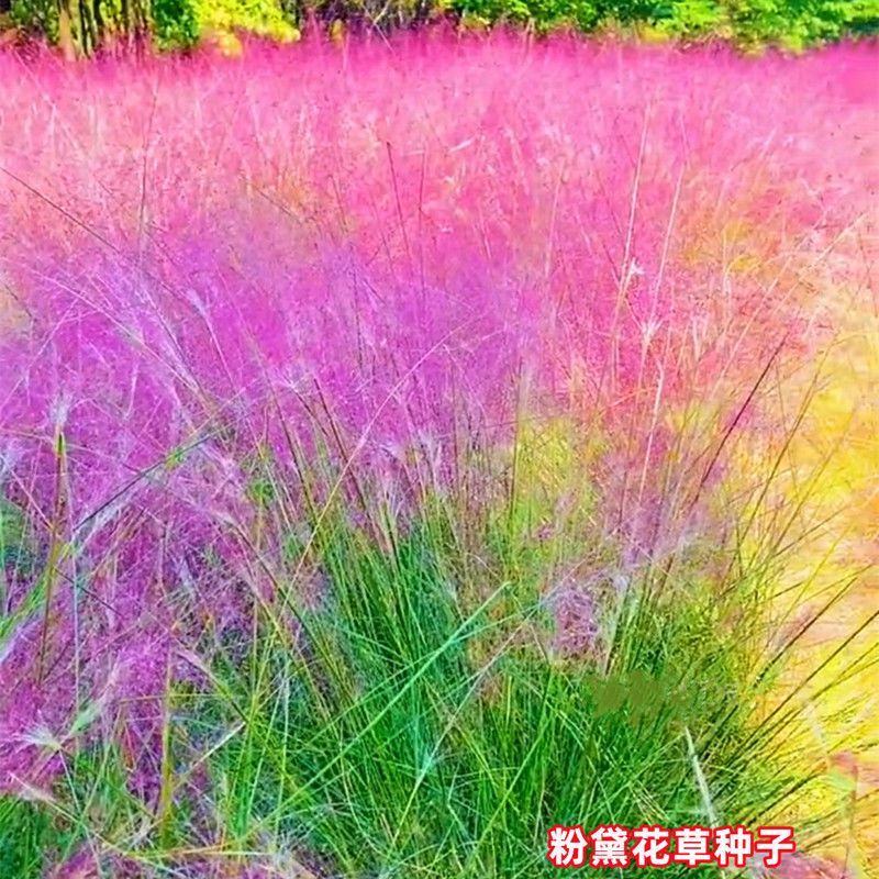 粉黛乱子草种子网红草花种籽子毛芒乱子草多年生花种子景观花