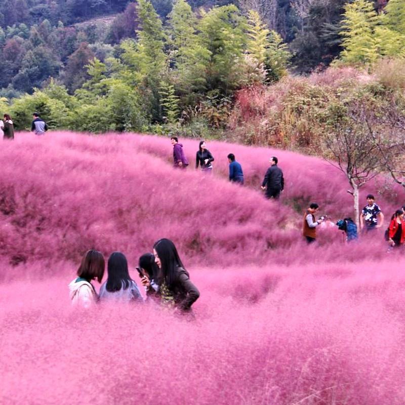 粉黛乱子草种子网红草花种籽子毛芒乱子草多年生花种子景观花