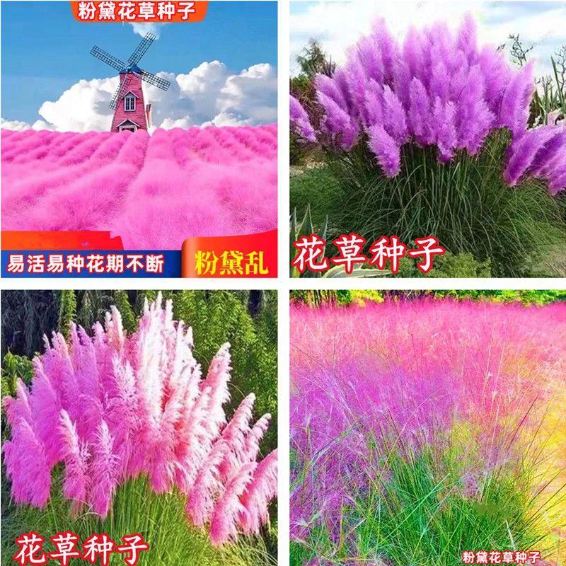 粉黛乱子草种子网红草花种籽子毛芒乱子草多年生花种子景观花