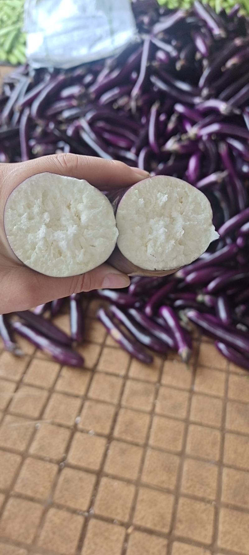 长紫红茄，红金刚