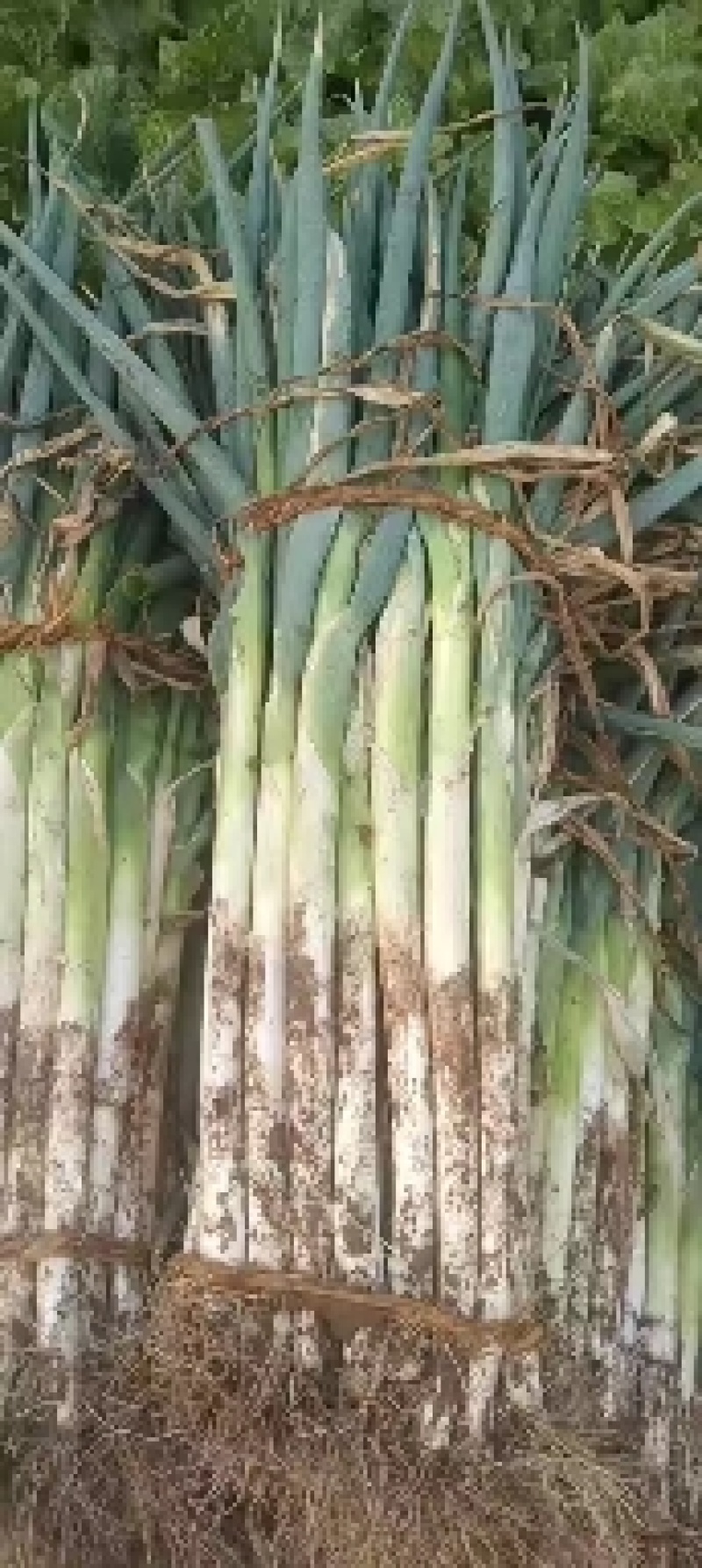 大葱