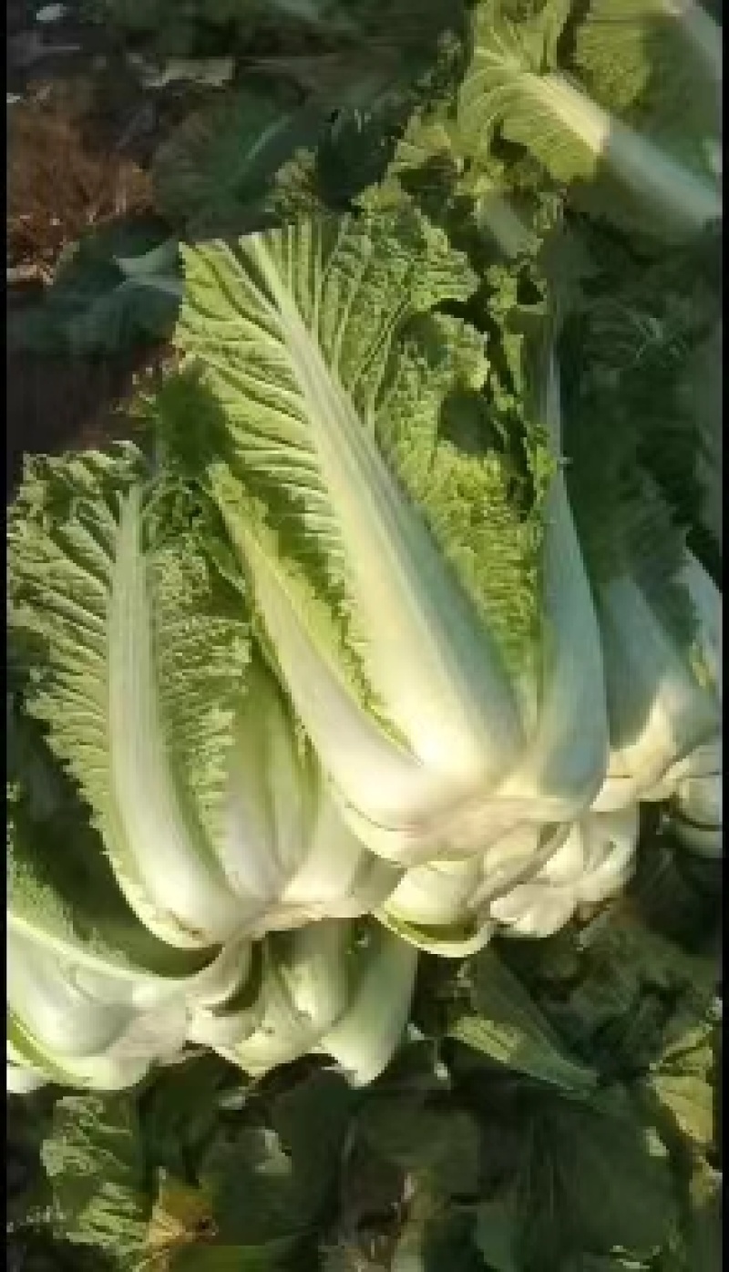 大白菜，北京新三号大白菜，产地直发，货源充足