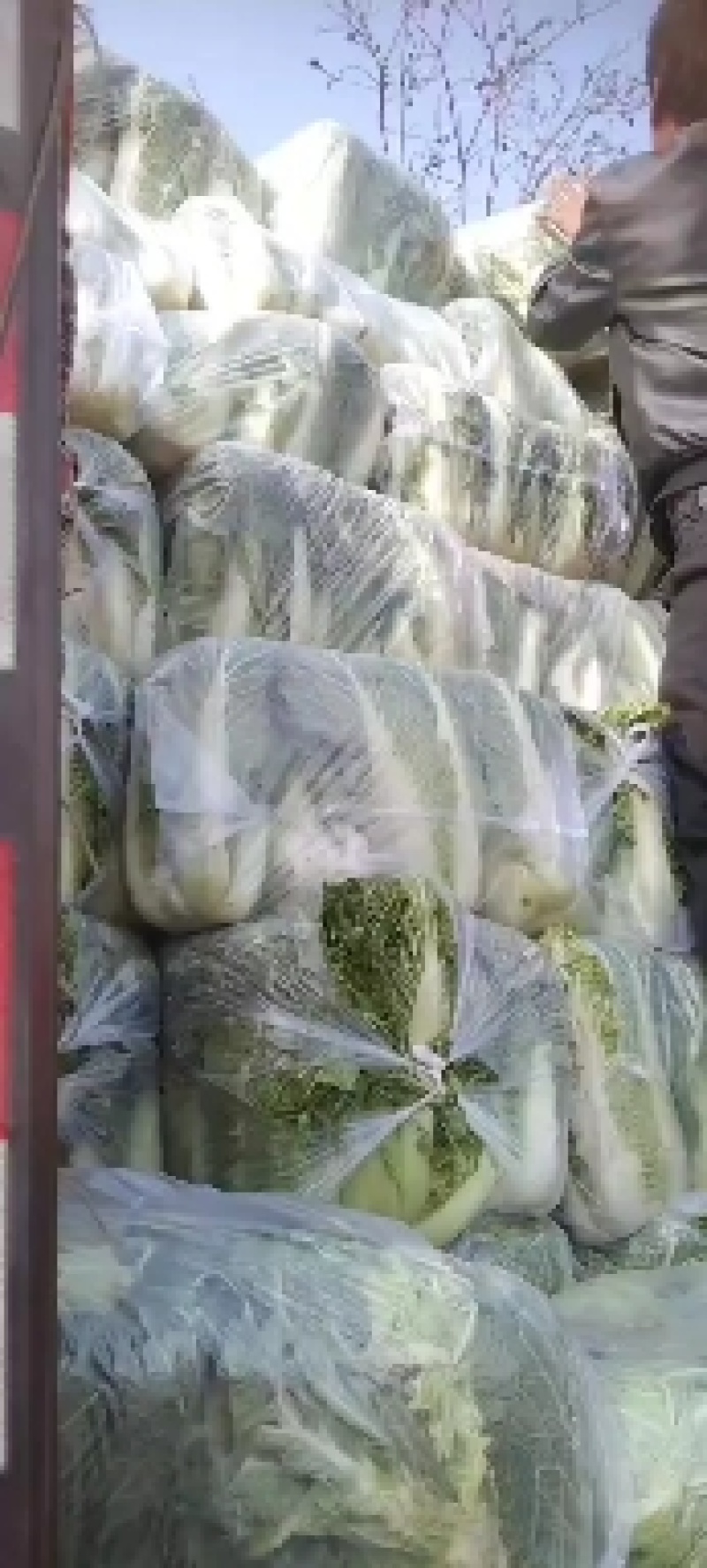大白菜，北京新三号大白菜，产地直发，货源充足