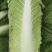 大白菜，北京新三号大白菜，产地直发，货源充足