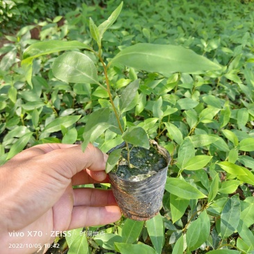 木姜子苗，山苍子苗