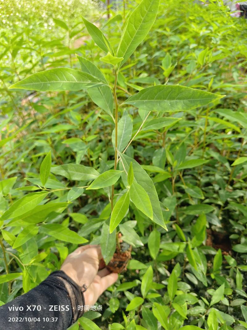 木姜子苗，山苍子苗
