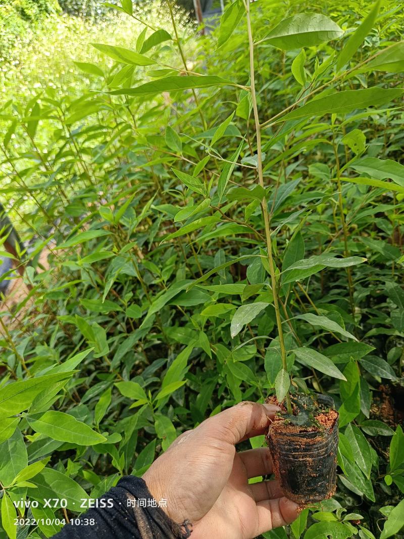 木姜子苗，山苍子苗