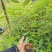 木姜子苗，山苍子苗