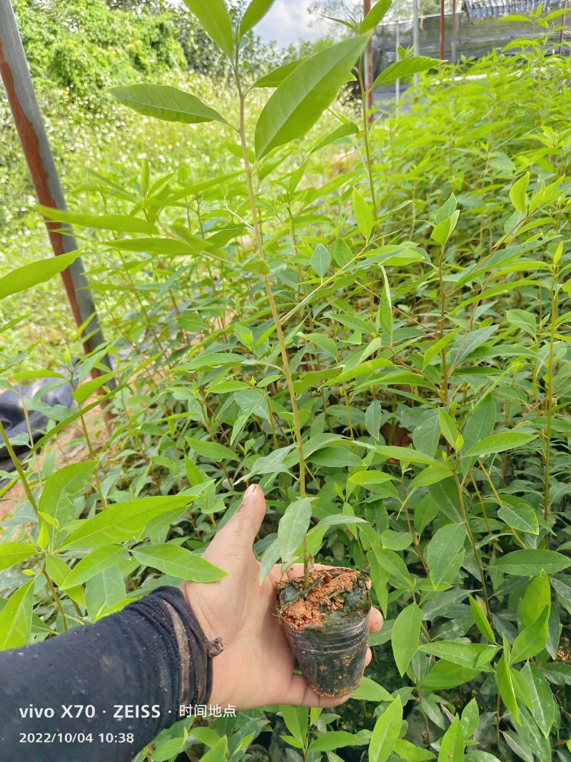 木姜子苗，山苍子苗