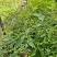 木姜子苗，山苍子苗