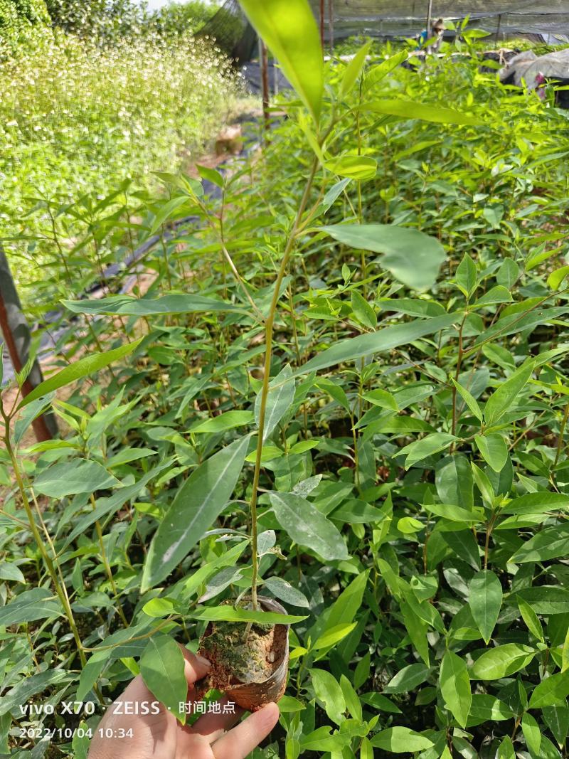 木姜子苗，山苍子苗