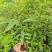 木姜子苗，山苍子苗