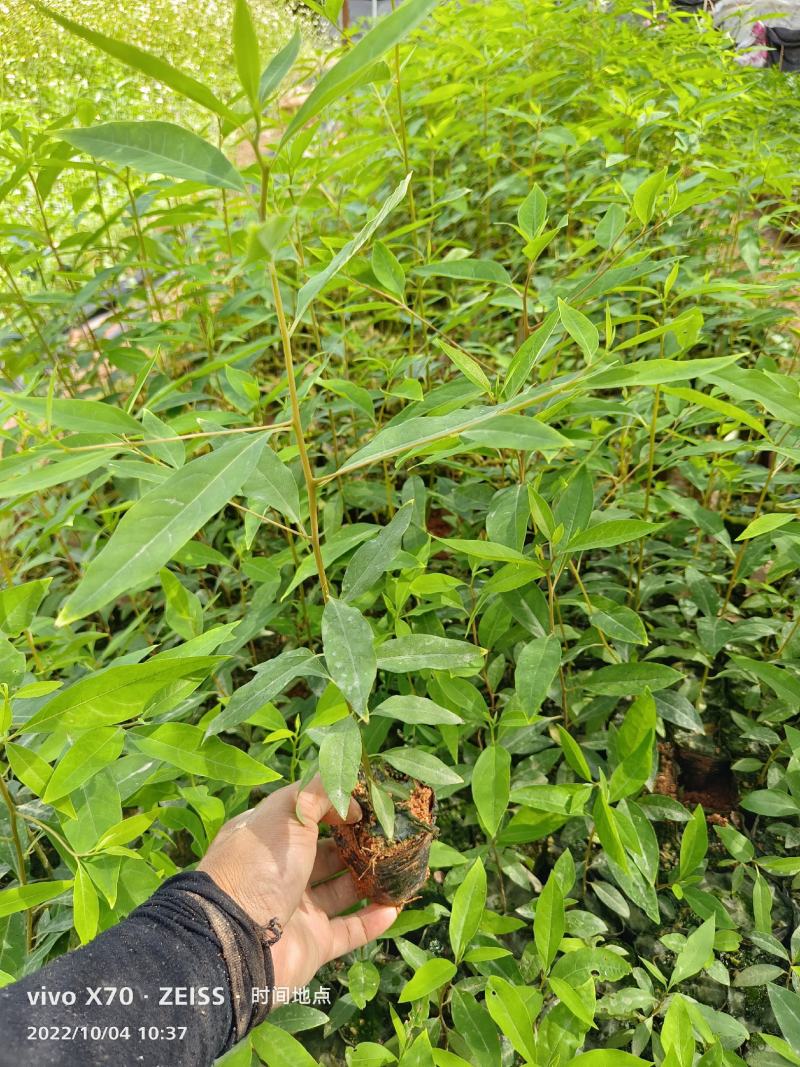 木姜子苗，山苍子苗