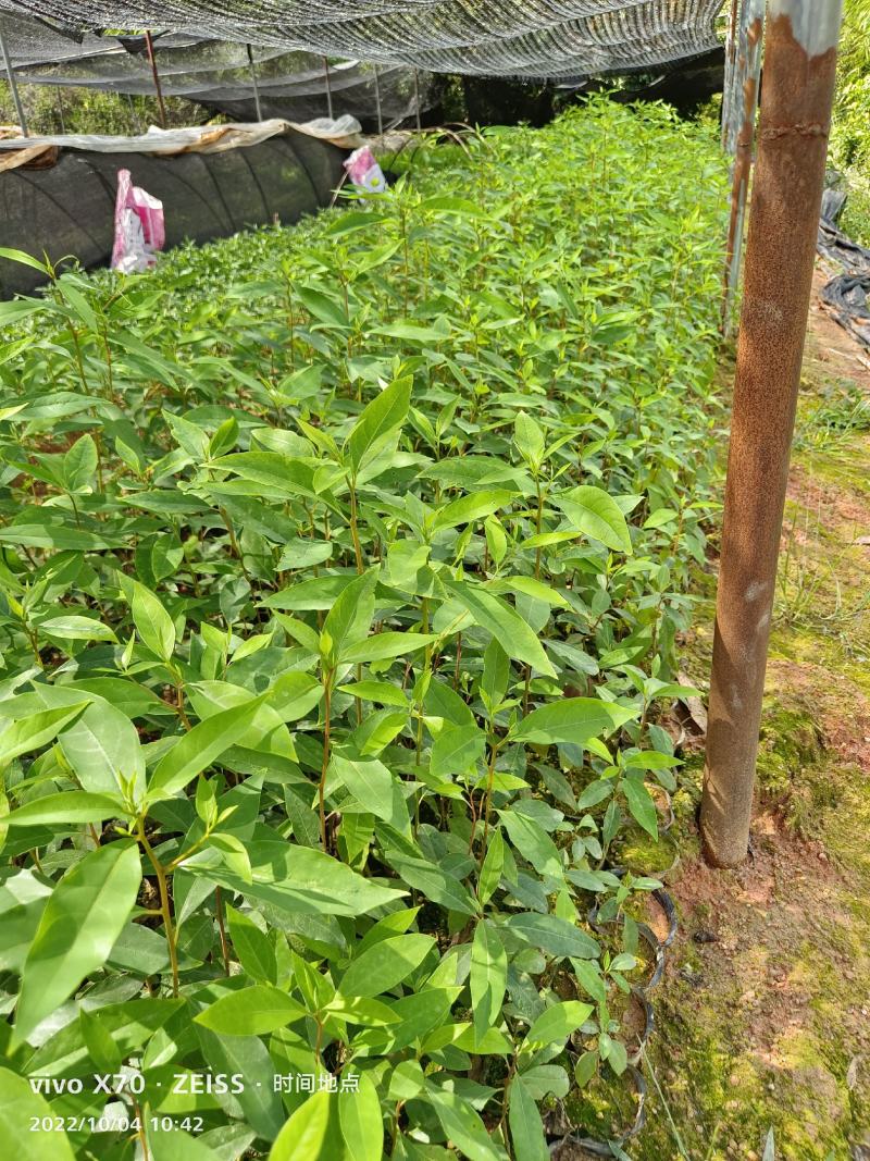 木姜子苗，山苍子苗