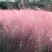 粉黛乱子草种子网红草花种籽子毛芒乱子草多年生花种子景观花