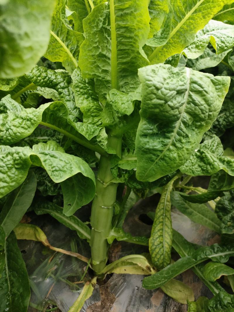 本地莴笋三青莴笋，大量上市，欢迎选购，量大质优。