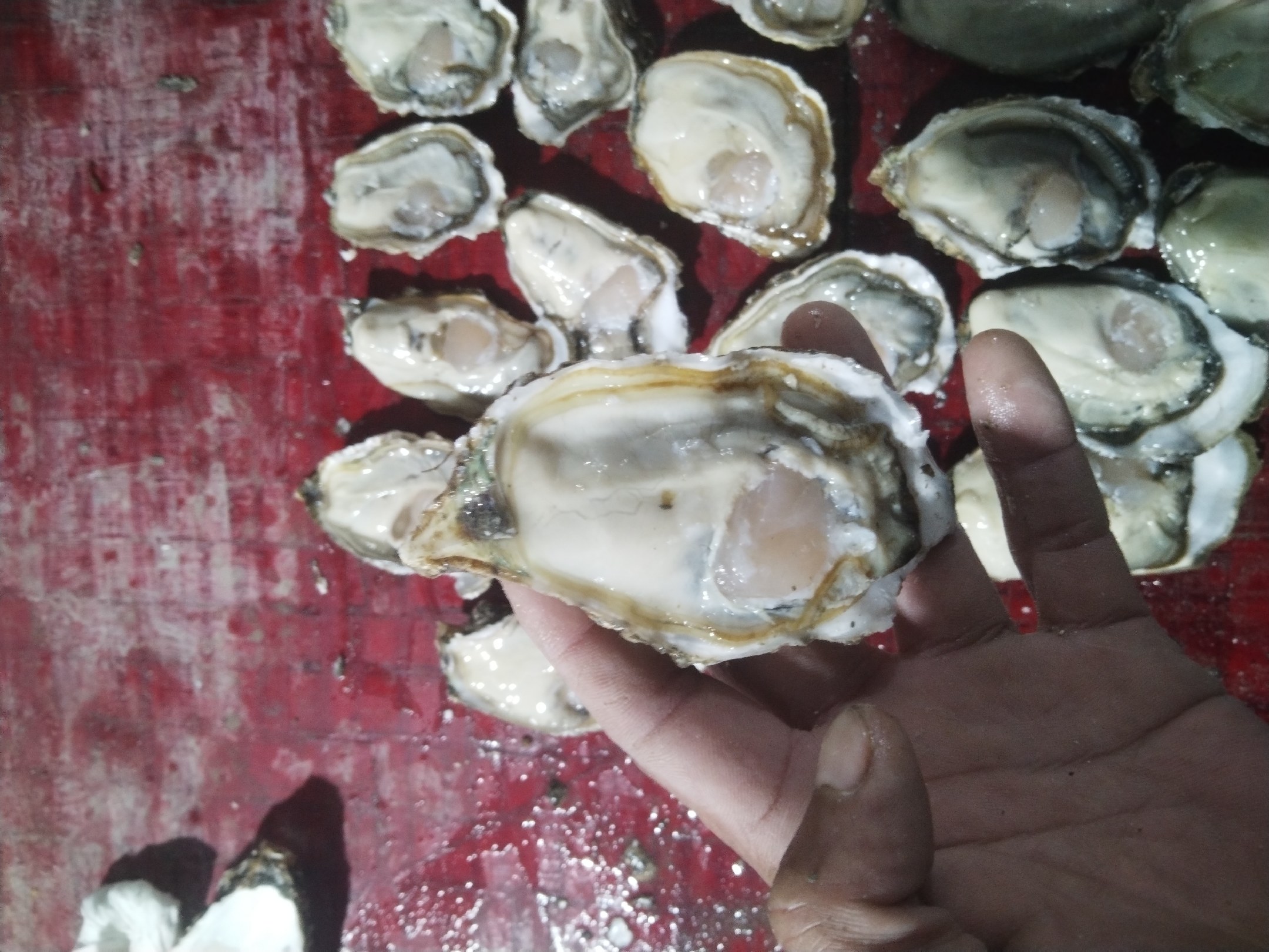 一位女性在厨房准备新鲜生蚝,旁边摆放着富含铁元素的食材,如菠菜和红枣 经期女性食用生蚝补铁