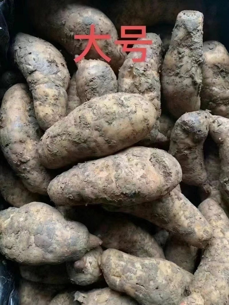 云南昭通新鲜天麻炖汤清炒滋补天麻