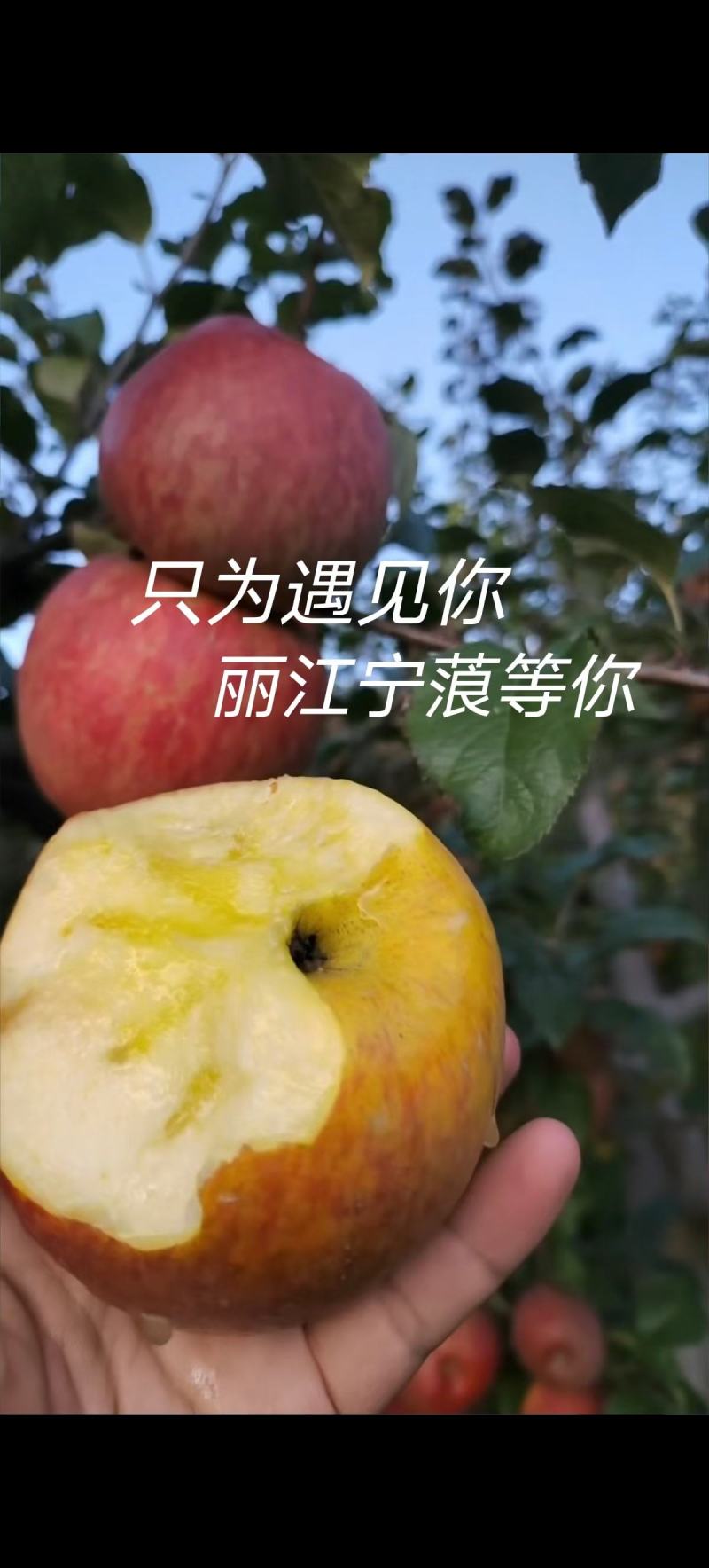 云南丽江糖心苹果