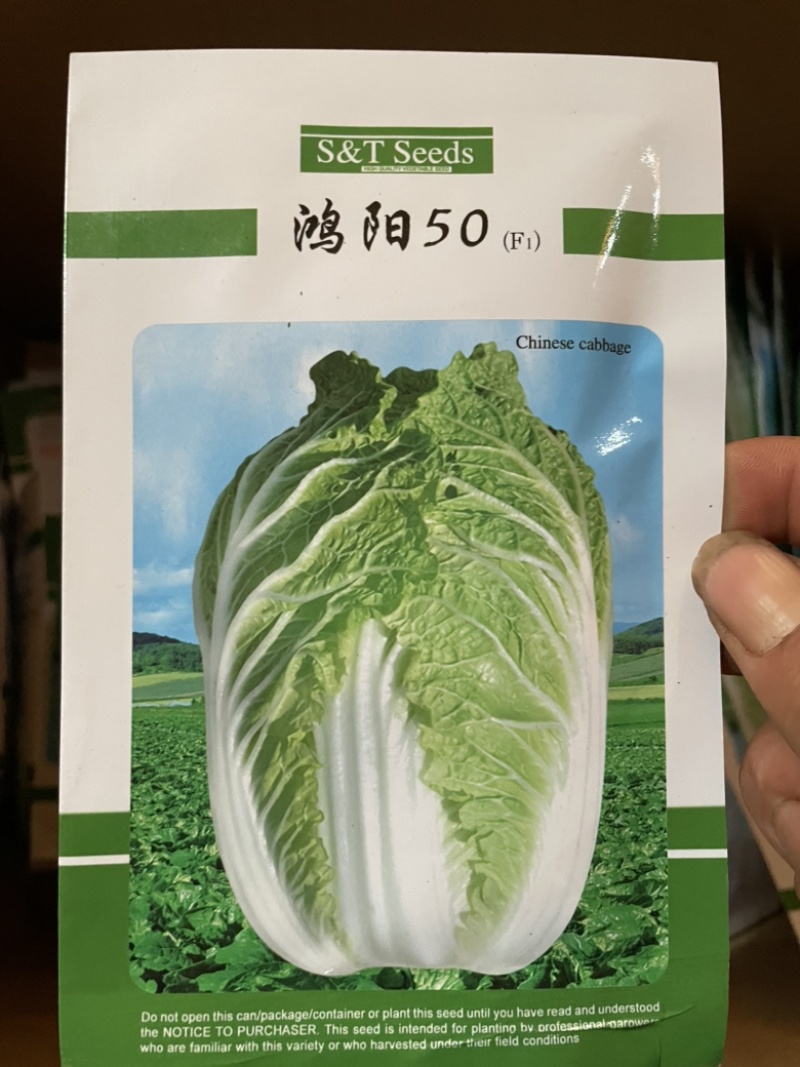 西芹苗西芹王子苗多种好