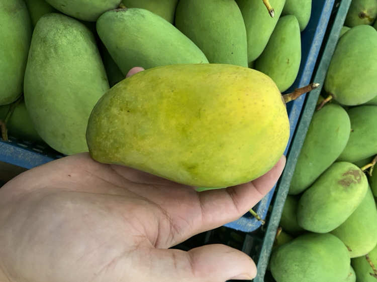 一位顾客在水果摊前弯腰挑选芒果,摊位上摆放着多种芒果,颜色从青绿到金黄不等,阳光洒在水果表面,突出新鲜感,顾客手中拿着一个色泽金黄的芒果正在检查 市场选购芒果场景