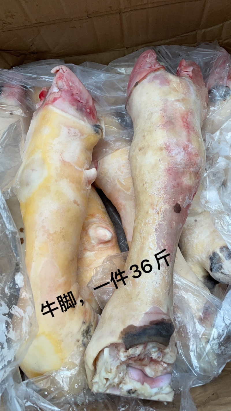 牛脚新鲜牛蹄一件36斤去毛牛掌