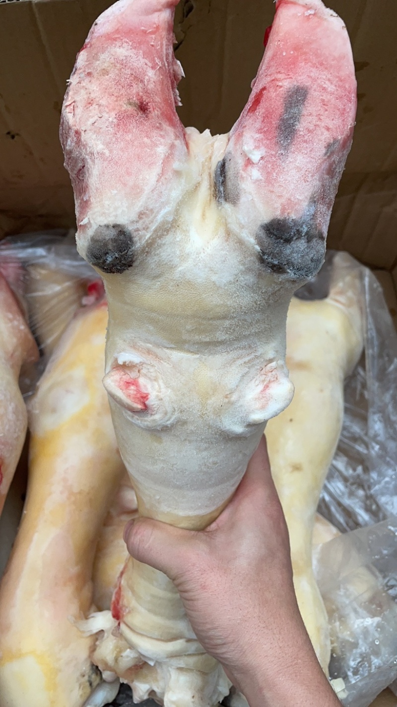 牛脚新鲜牛蹄一件36斤去毛牛掌