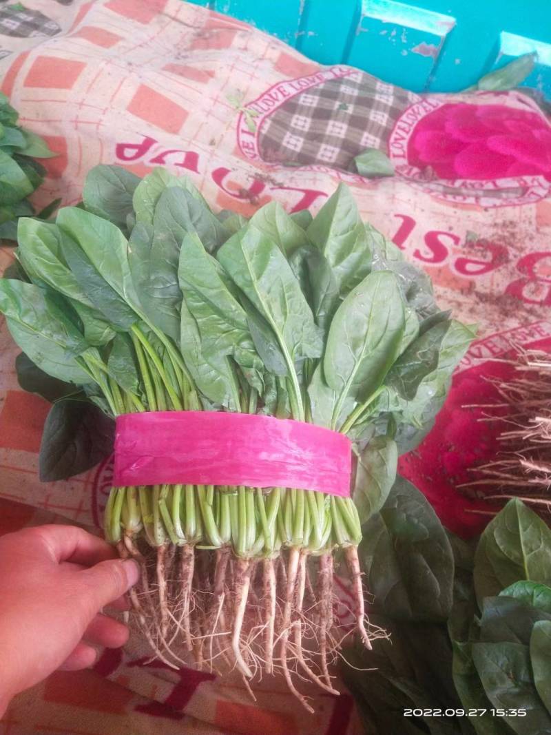 精品菠菜大量有货质量好价格便宜，大棚货高度适中，全国代发