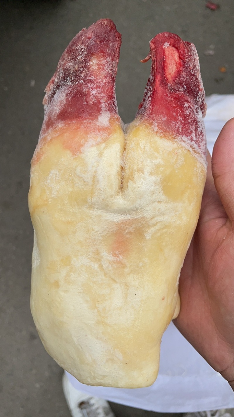 牛掌新鲜牛脚牛蹄一件50斤去毛牛蹄