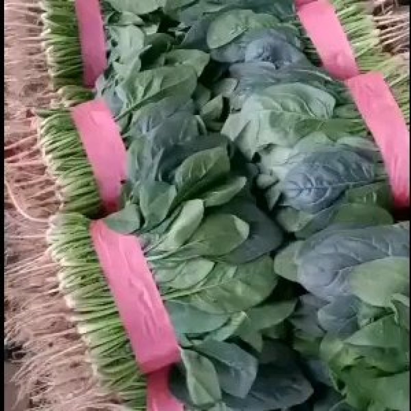 精品菠菜大量有货质量好价格便宜，大棚货高度适中，全国代发