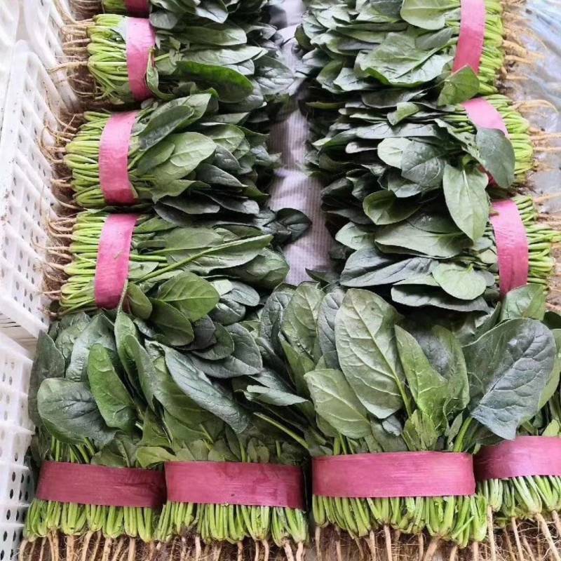 精品菠菜大量有货质量好价格便宜，大棚货高度适中，全国代发