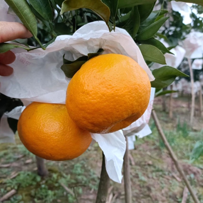 【大量上市】春见耙耙柑纯甜化渣汁多水份足新鲜供货欢迎来电