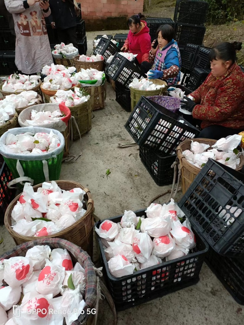【大量上市】春见耙耙柑纯甜化渣汁多水份足新鲜供货欢迎来电